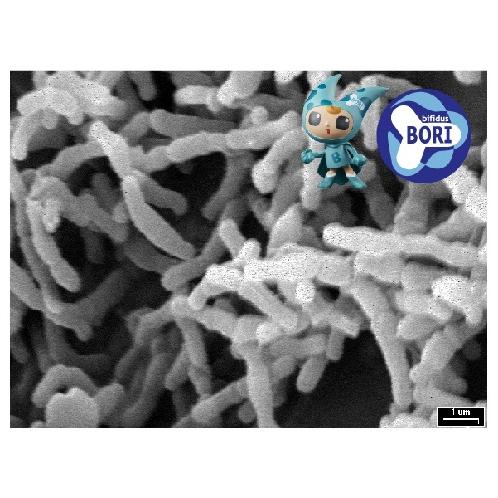 Bifidobacterium longum BORI