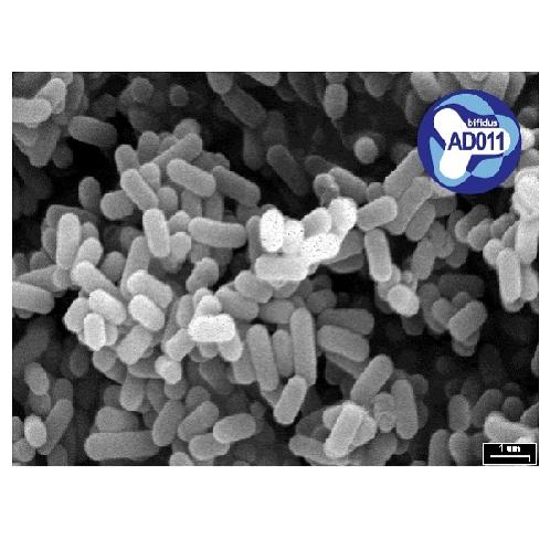Bifidobacterium lactis AD011